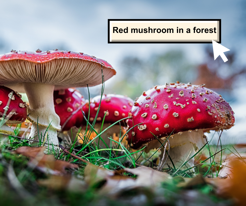 Red Mushroom in a Forest